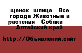 щенок  шпица - Все города Животные и растения » Собаки   . Алтайский край